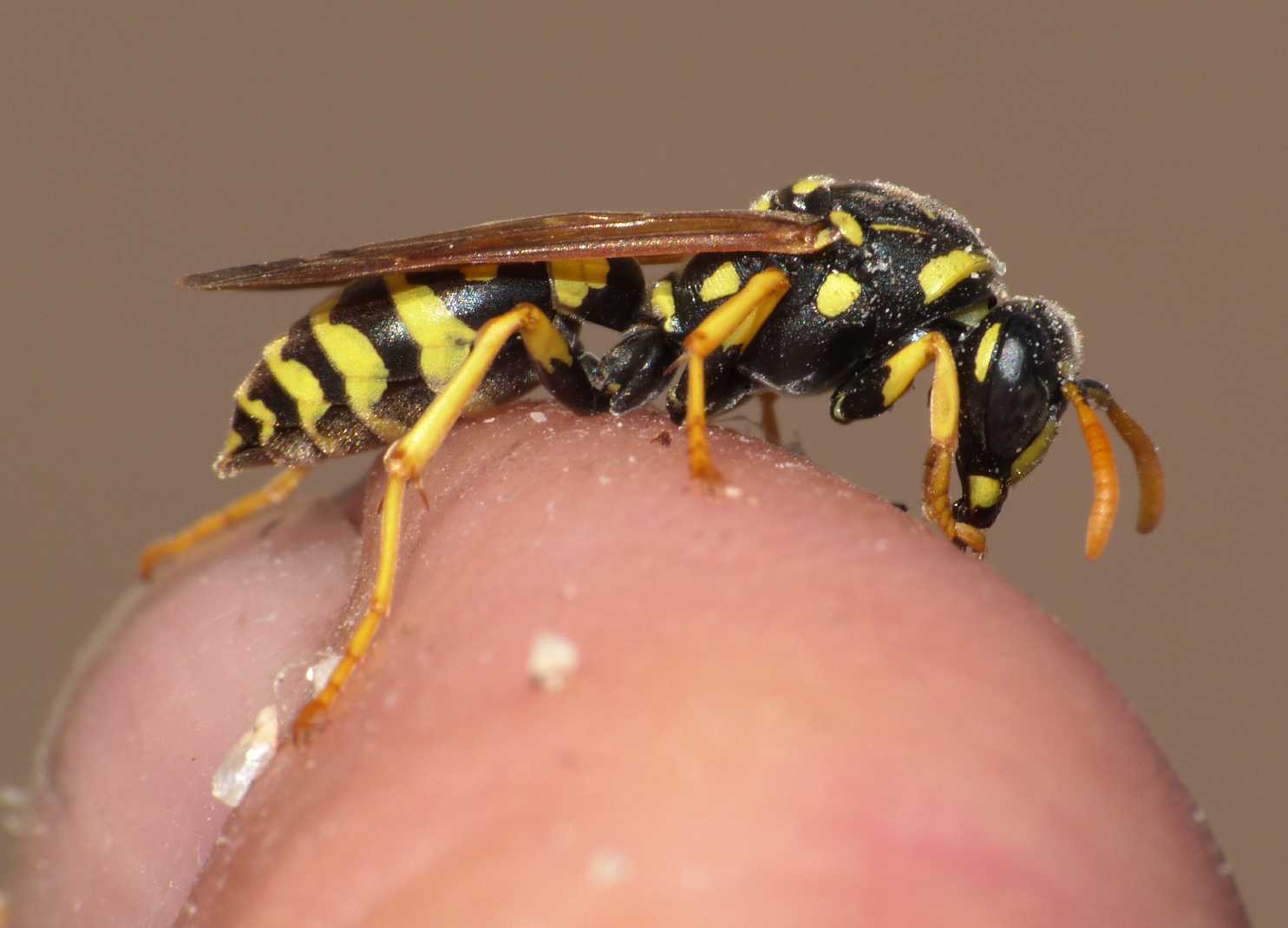 Polistes 